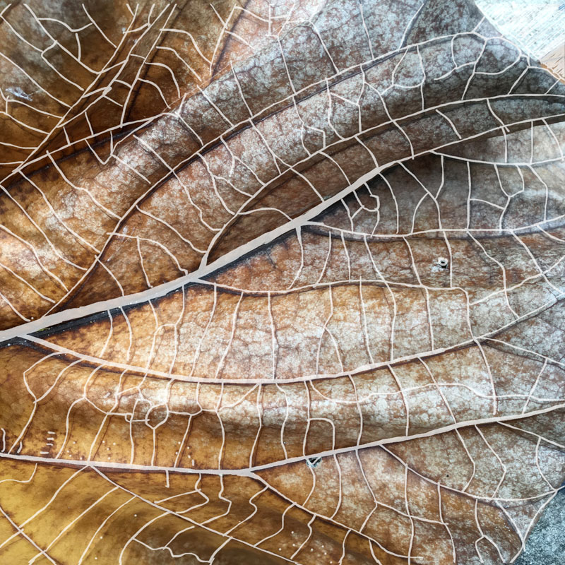 leaf draw veins